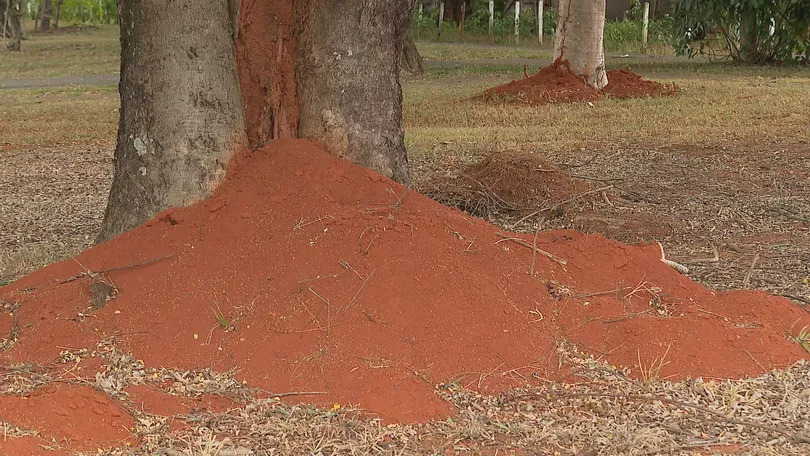 Foto: Divulgação / invasão de formigas assusta moradores de Brasília