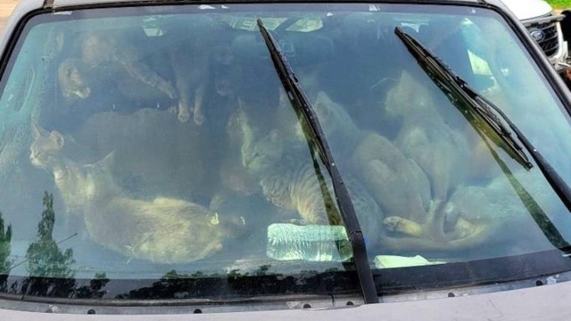 Gatos ficavam dentro de carro Foto: AHS