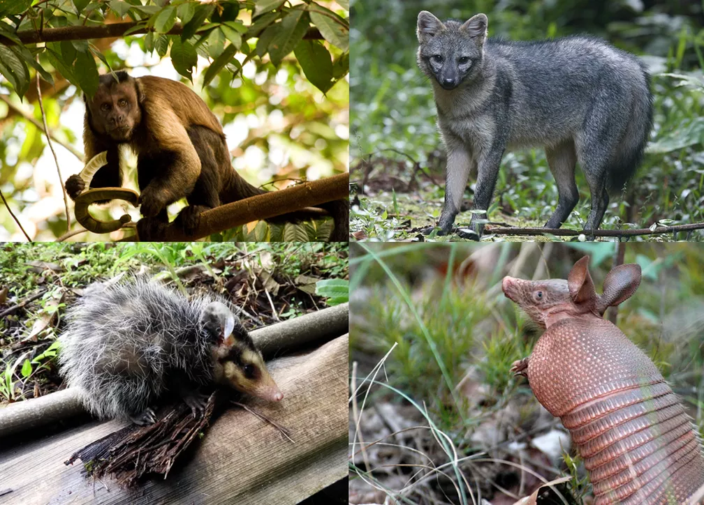 Estudo encontrou 63 mamíferos propícios a causar mais de 70 diferentes doenças. Foto mostra colagem com macaco-prego (ao topo, esquerda), cachorro-do-mato (ao topo, direita), gambá (esquerda)e tatu-ga