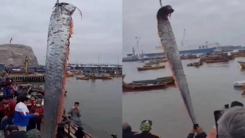 Um peixe-remo de tamanho colossal foi capturado por pescadores na costa do extremo-norte do Chile. O animal tem 5,8 metros de altura. (Foto: reprodução)