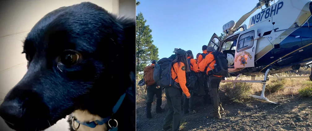 Cão Saul encontrou equipes de resgate os guiou até homem ferido - Foto: Reprodução/Facebook/Nevada County Sheriff's Search & Rescue
