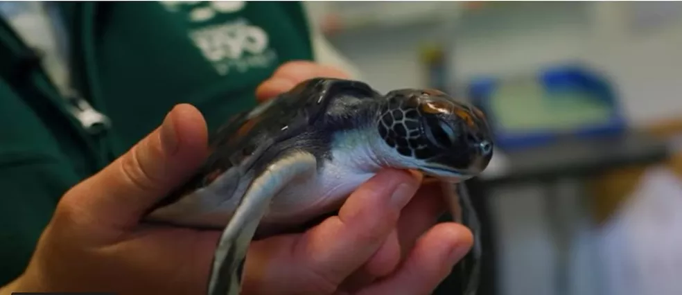 Tartaruga marinha resgatada em praia da Austrália ?- Foto: Divulgação/Taronga Zoo