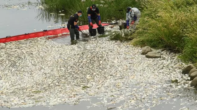 Milhares de peixes foram retirados do rio na comunidade de Krajnik Dolny, na Polônia Foto: Reuters / BBC News Brasil