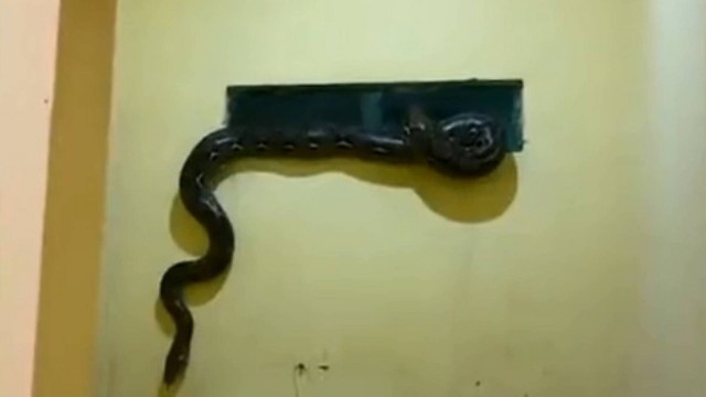 Cobra píton encontrada na Indonésia Foto: Reprodução