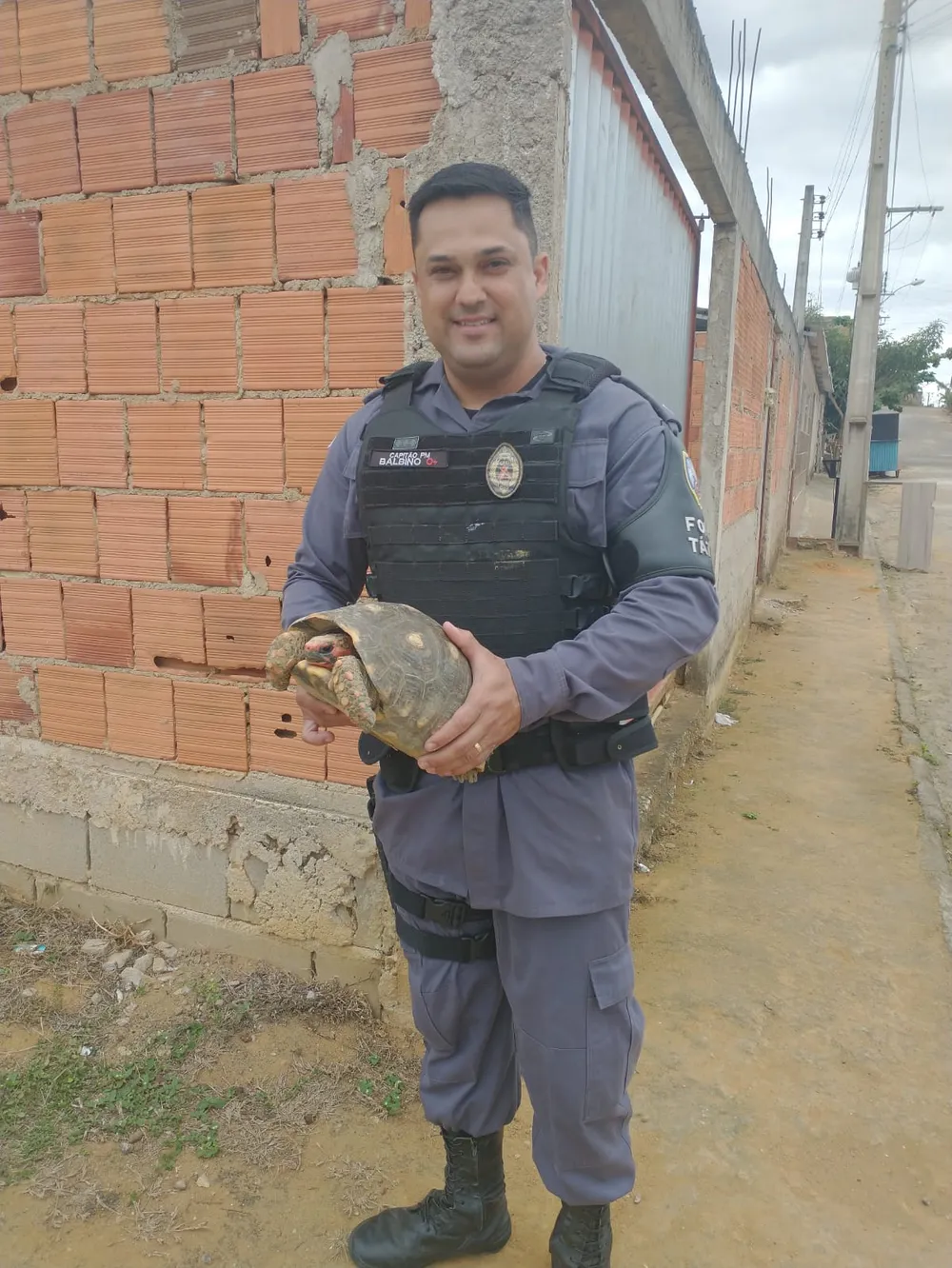 Jabuti foi apreendido em operação da polícia em Colatina, ES - Foto: Polícia Militar ES