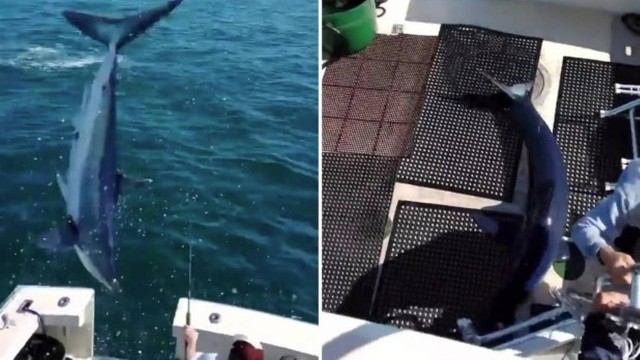 Mako salta e cai dentro de barco na costa dos EUA Foto: Reprodução/Instagram