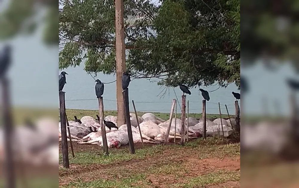 Raio provoca morte de dezenas de cabeças de gado em Barão de Antonina (SP)  Foto: Arquivo pessoal