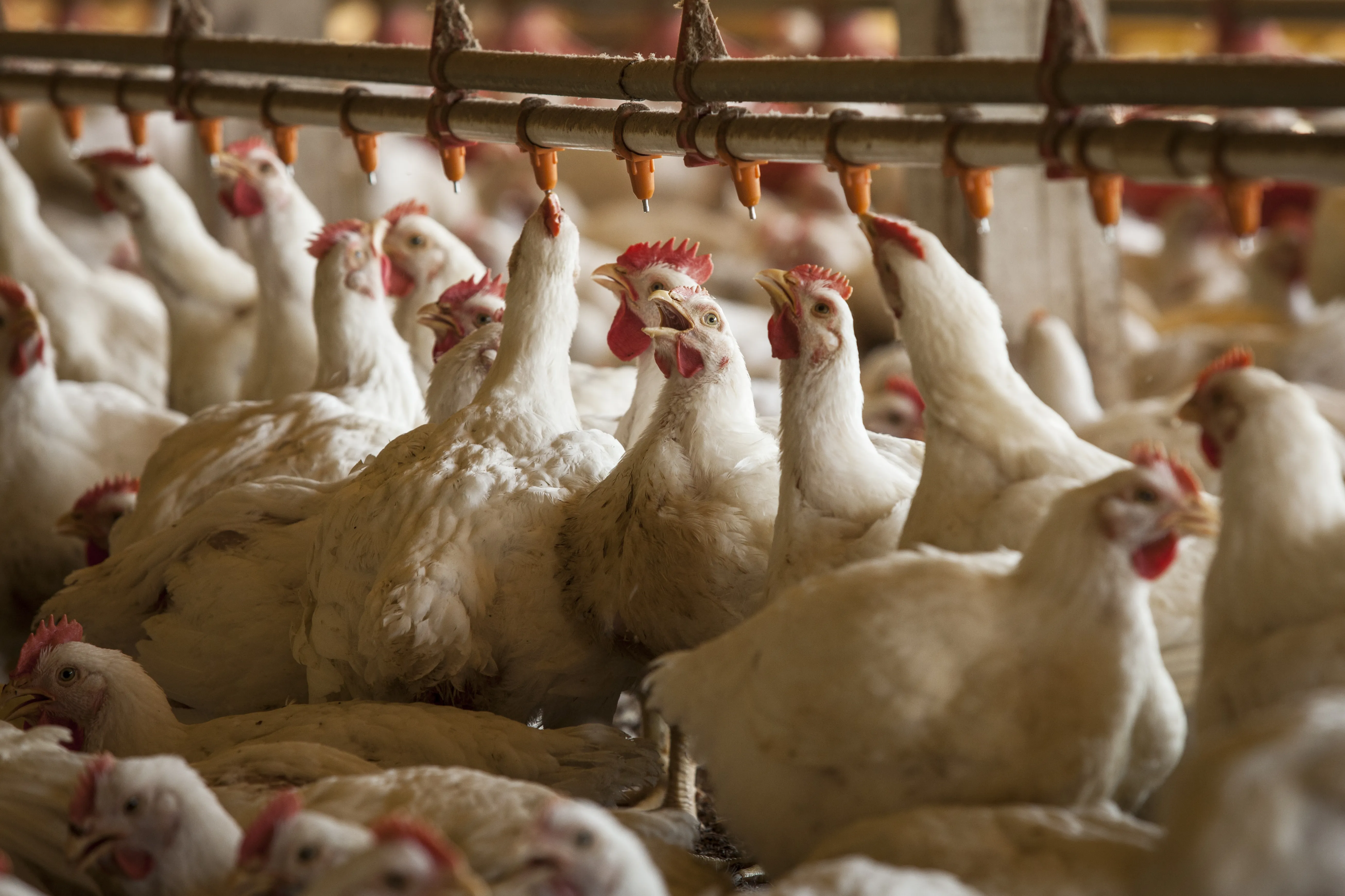 Aves em granja para abate (Foto: Marcelo Curia/Editora Globo)