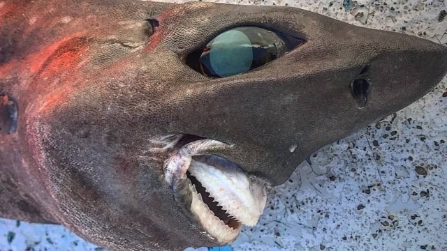 Tubarão raro capturado por pescador australiano Foto: Reprodução/Facebook