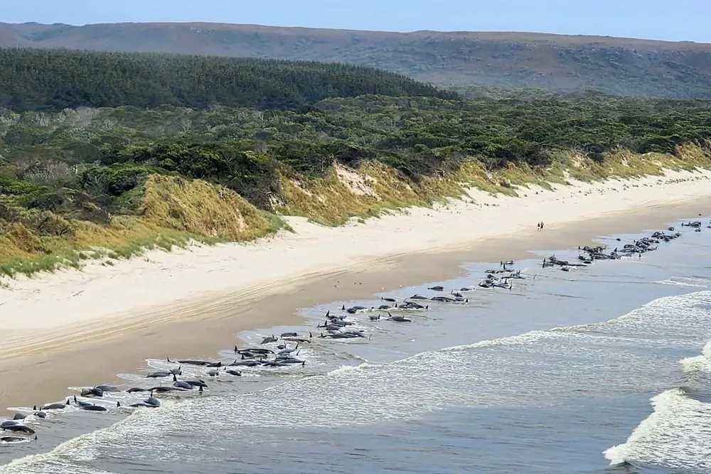 Grupo de baleias encalhadas na costa da Tasmânia - Foto: HANDOUT / AFP / Department of Natural Resources and Environment Tasmania