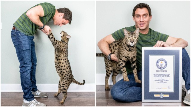 Fenrir, o gato mais alto do mundo, com seu tutor nos EUA Foto: Guinness World Records