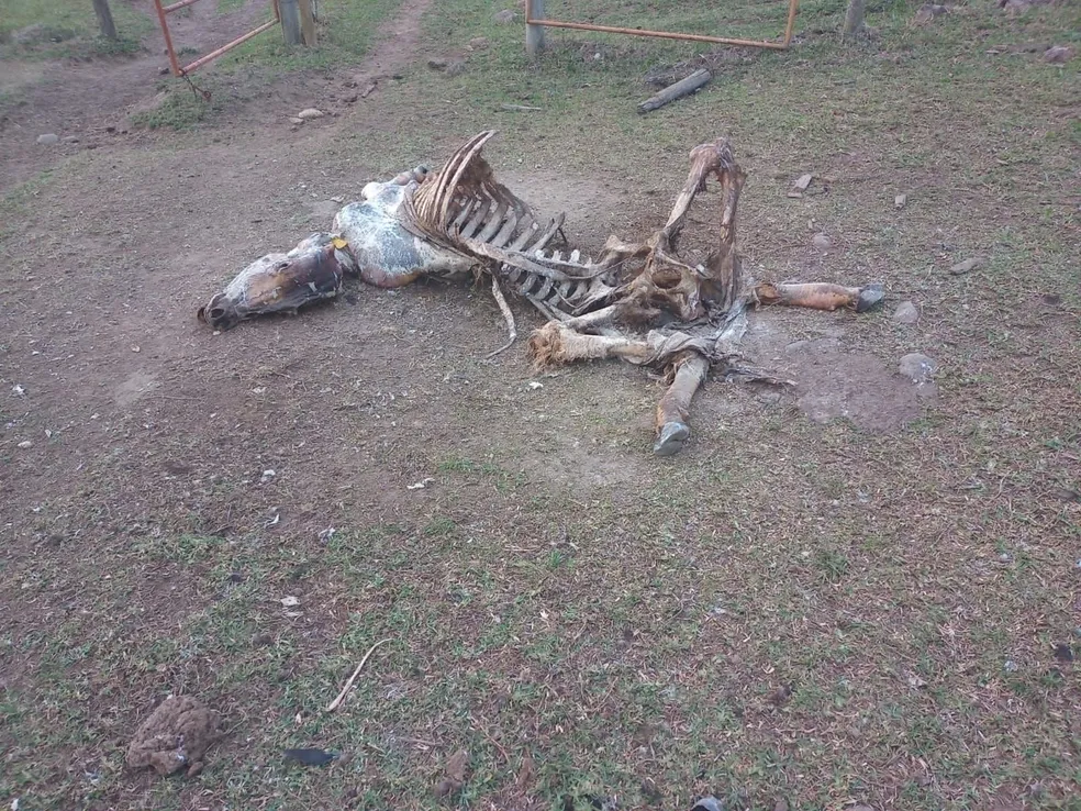 Animal morto pela falta de água em Aracruz - Foto: Prefeitura de Aracruz/Divulgação