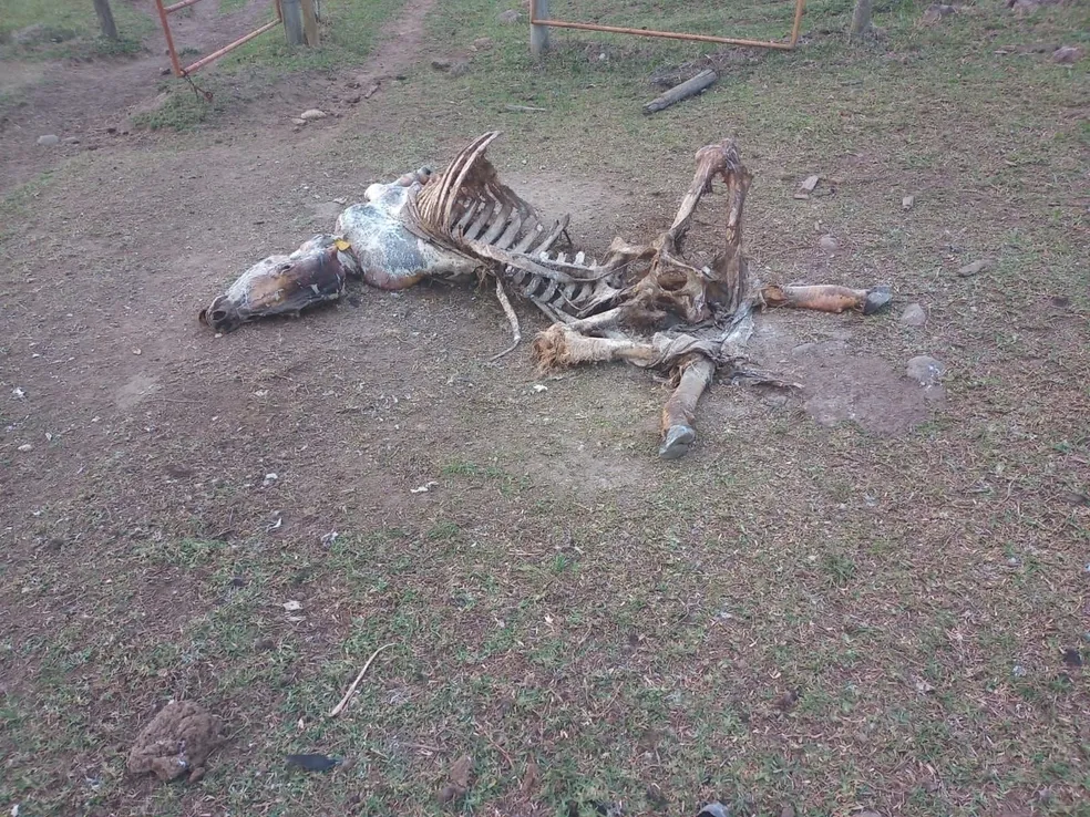 Animal morto pela falta de água em Aracruz  Foto: Prefeitura de Aracruz/Divulgação