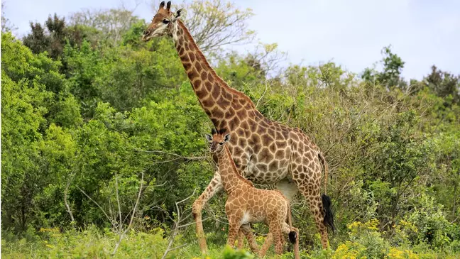 Girafas geralmente não são agressivos, exceto quando as fêmeas estão protegendo seus filhotes Foto: Getty Images / BBC News Brasil