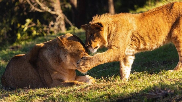 Leões do Taronga Zoo Sydney Foto: Divulgação/Taronga Zoo Sydney