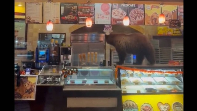 Urso invade loja e rouba doces Foto: Reprodução