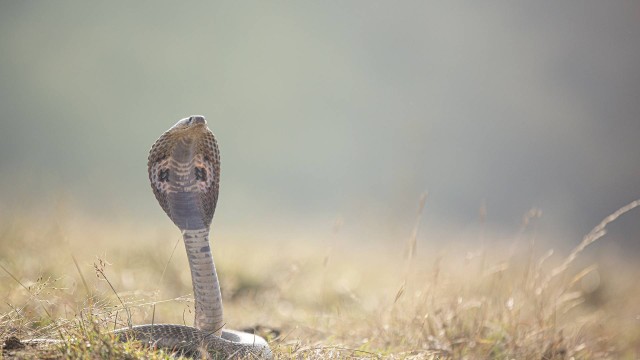 Imagem ilustrativa de cobra indiana Foto: Anil Sharma / Pixabay / Divulgação