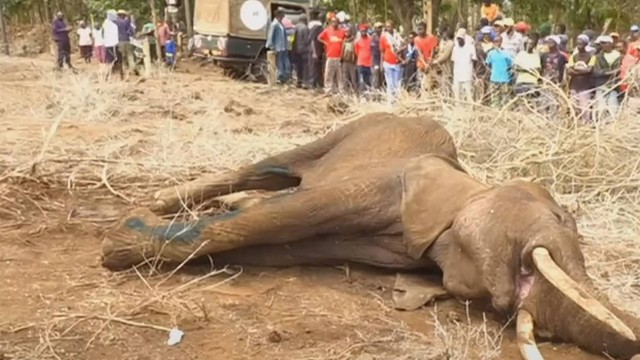 Seca mata 200 elefantes em nove meses, no Quênia Foto: Reprodução