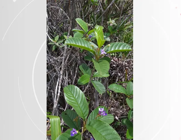 Planta só foi encontrada em dois municípios do ES. (Divulgação/INMA)