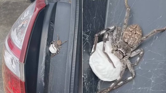 Aranha-caçadora e ovos de 200 filhotes achados na mala de um carro na Austrália Foto: Jared Splatt para o PAGE NOT FOUND