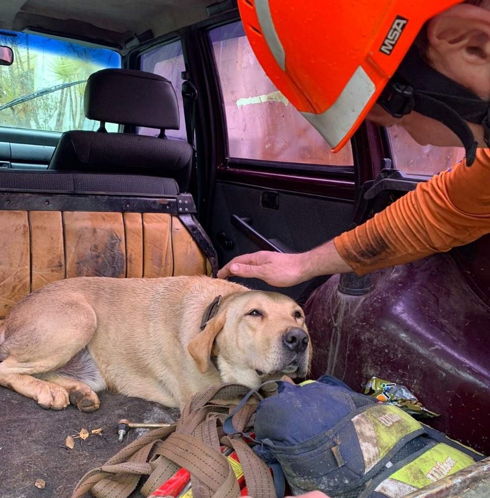 Foto: Reprodução/O cãozinho Bruce, resgatado na última quarta-feira (07) depois de uma baita aventura 