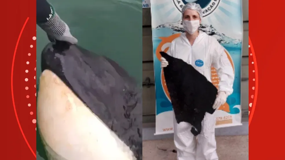Na esquerda, pescadores interagem com orca, na direita mulher segura pedaço de plástico retirado do animal ?- Foto: Reprodução/Internet/Instituto Orca