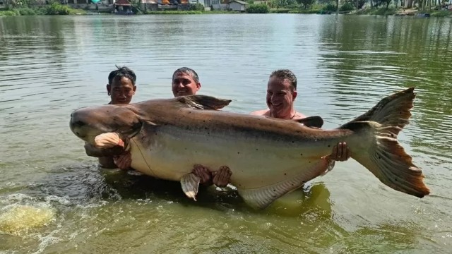 Espécia, que é ameaçada de extinção, é capturada na Tailândia Foto: Reprodução/YouTube BNPS