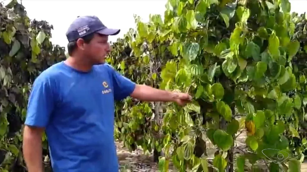 O produtor rural Magno Carlos Ronquetti perdeu toda a plantão de pimenta-rosa em São Mateus, no ES - Foto: Reprodução/TV Gazeta