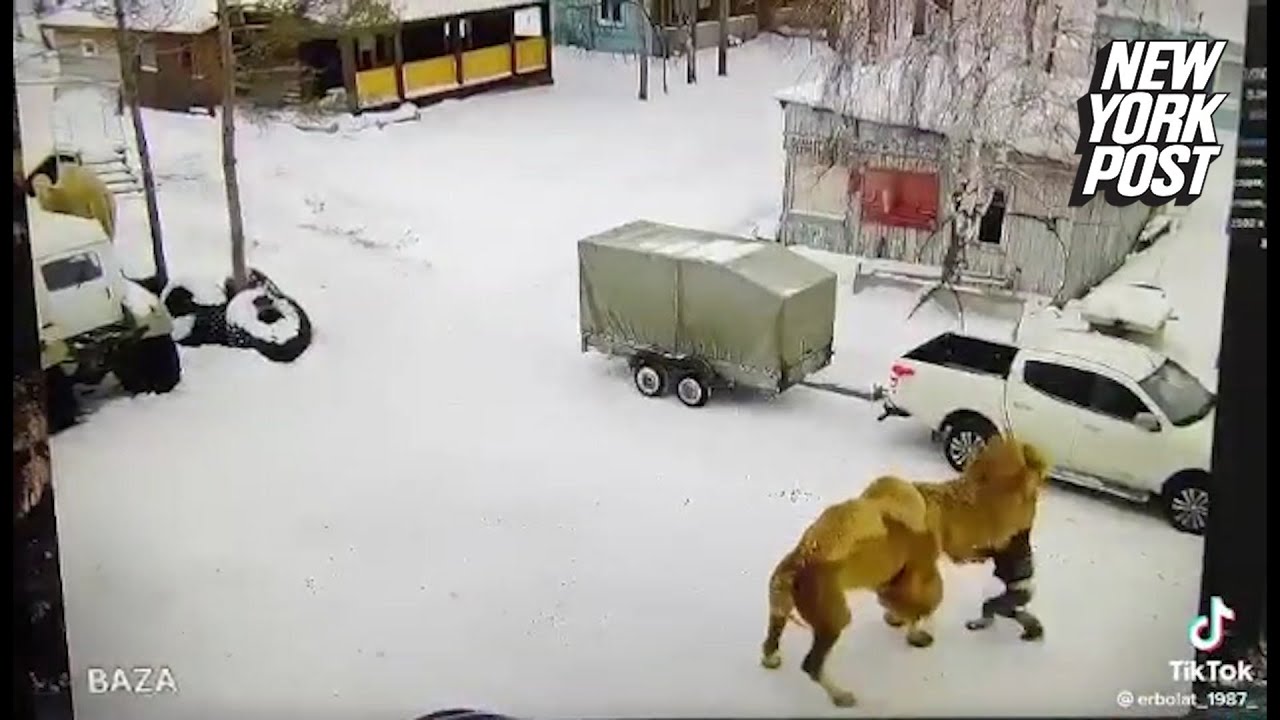 Homem morre após agredir camelo em parque infantil na Rússia e ser atacado pelo animal Foto: Reprodução/Redes sociais