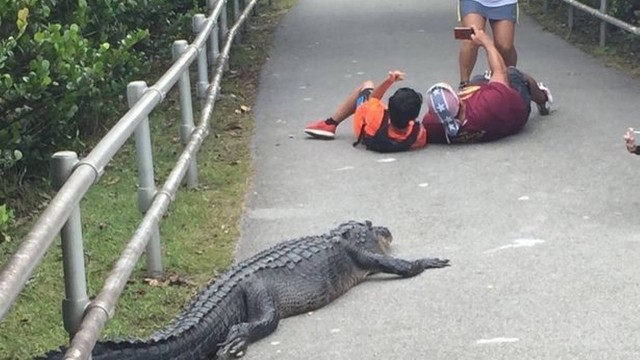 Turistas se arriscam diante de jacaré na Flórida Foto: Reprodução/Instagram