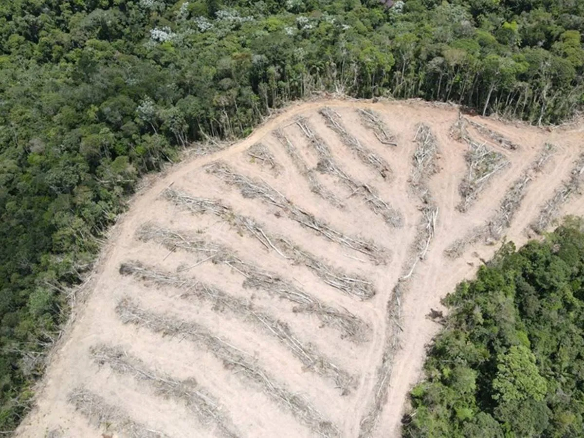 Equivalente a 5,4 hectares de vegetação nativa foi atingida | Foto: Divulgação/Idaf