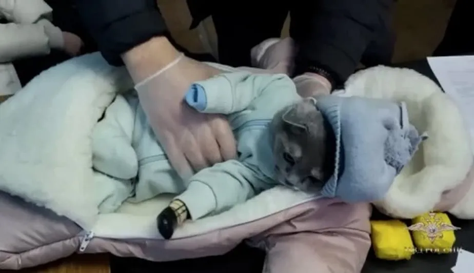 Gato disfarçado de bebê para ajudar mulher a entrar com droga em resort - foto: Reprodução