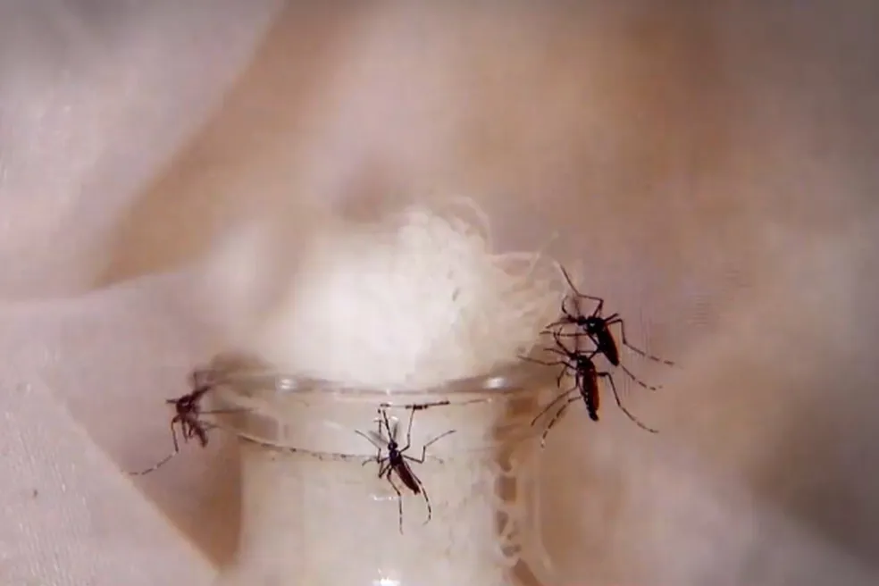 ES registra mais de mil notificações de possíveis casos de dengue por dia - Foto: Reprodução/TV Gazeta