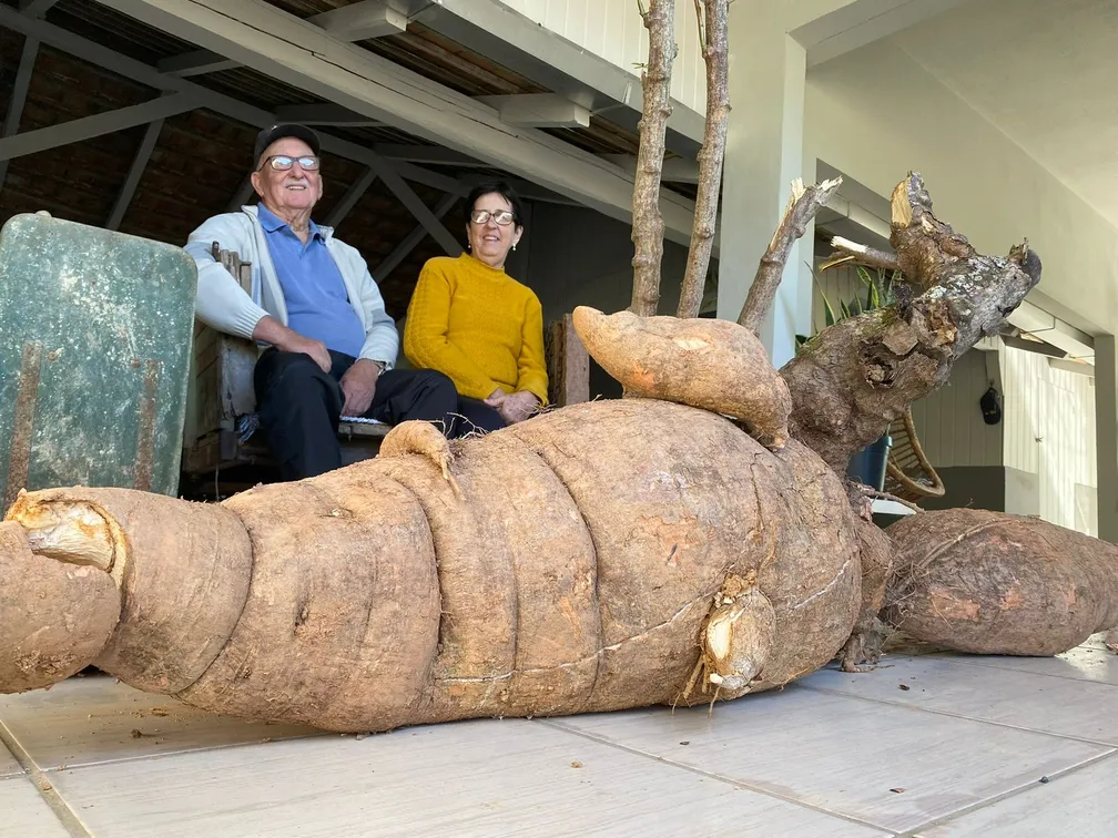 Casal Otávio e Wilma Hoeppner com pé de mandioca gigante - Foto: Tatiane Hansen/Jornal de Pomerode