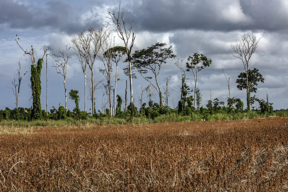 Floresta degrada no Pará: apesar de nunca ter sido desmatada, ela se encontra completamente diferente, em termos de estrutura, biodiversidade e microclima - Foto: Divulgação/Marizilda Cruppe/Rede Amaz