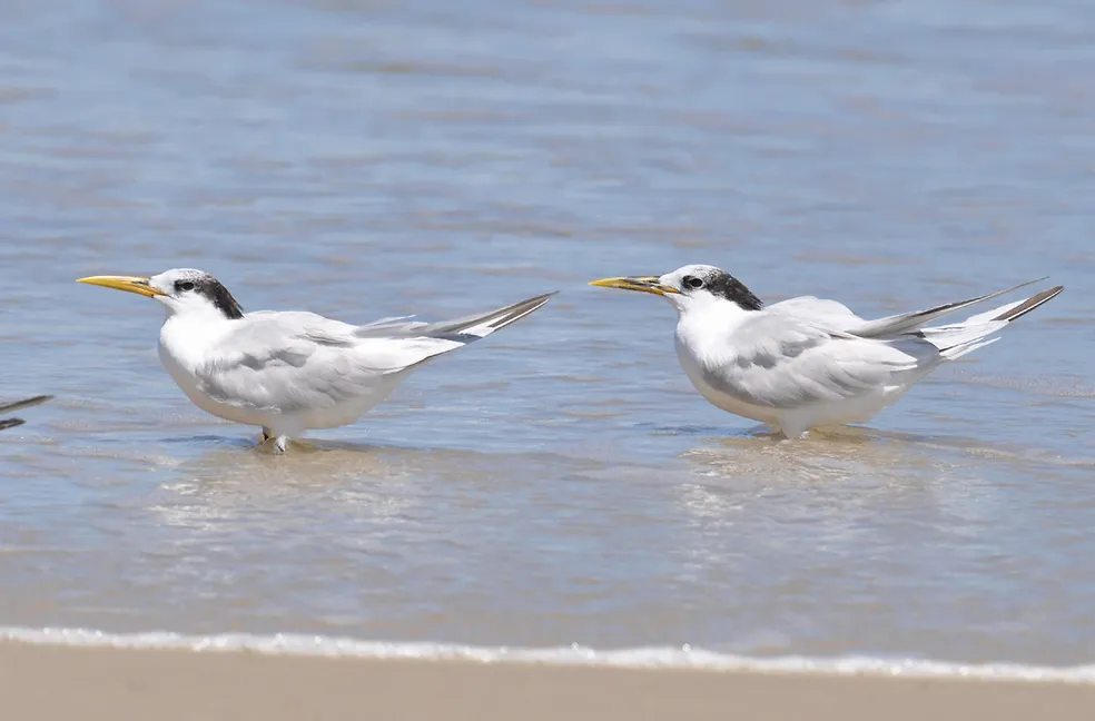 Aves silvestres da espécie Thalasseus acuflavidus. - Foto: Cláudio Dias Timm