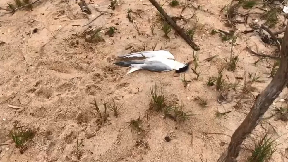 Ave encontrada morta em ilha em Marataízes, sul do ES ?- Foto: Reprodução/TV Gazeta