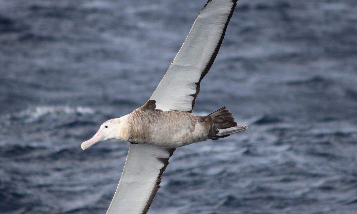 Foto: Dimas Gianuca | Projeto Albatroz