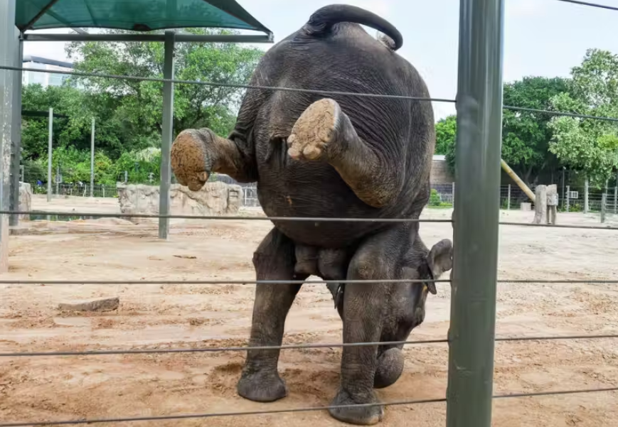 Tess é um elefante que aprendeu, fazendo yoga, a aumentar sua flexibilidade e se equilibrar em duas patas. Fotos: Reprodução/Zoológico de Houston.