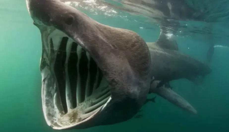 Tubarão-elefante é o segundo maior tubarão do mundo e pode chegar a 10 metros - Foto: Reprodução / DGRM