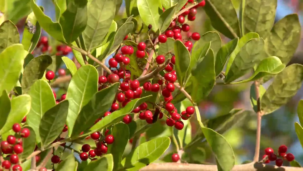 Produção de pimenta rosa no ES - Foto: Reprodução/TV Gazeta