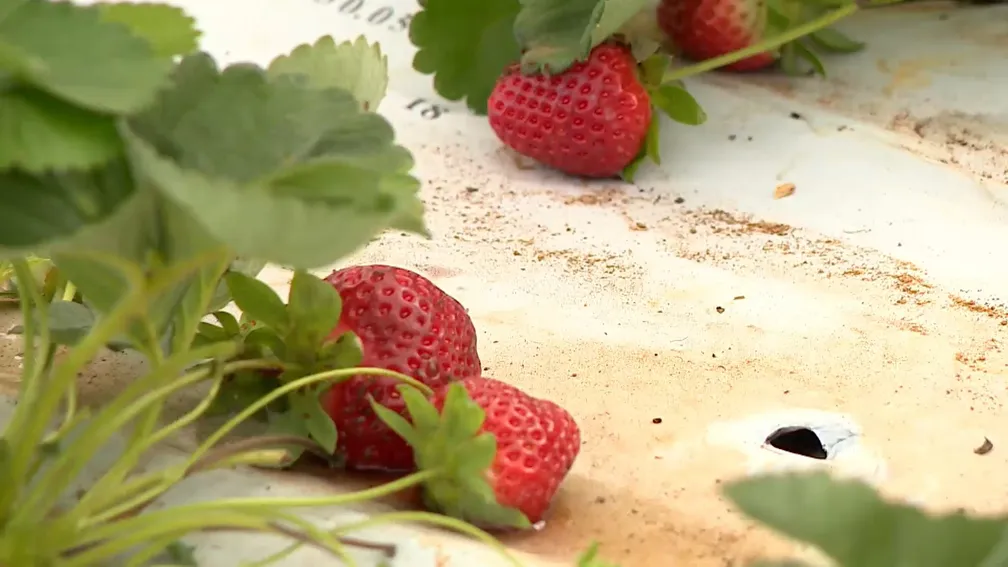 Morangos cultivados em Colatina, ES. - Foto: Reprodução/TV Gazeta