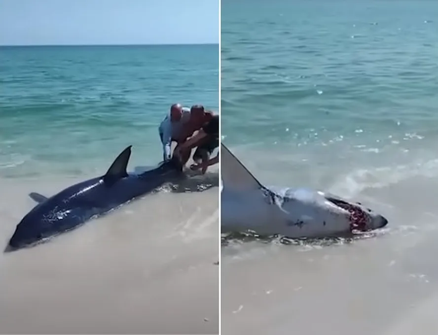 Banhistas salvam tubarão agressivo encalhado na areia de praia lotada  Foto: Reprodução/YouTube