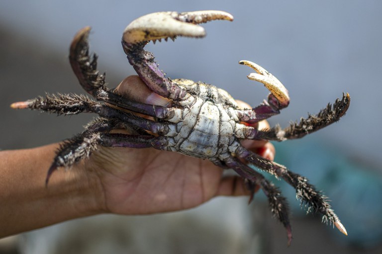 O caranguejo-uçá é um crustáceo encontrado ao longo de toda a costa brasileira. - Foto: Divulgação Ibama
