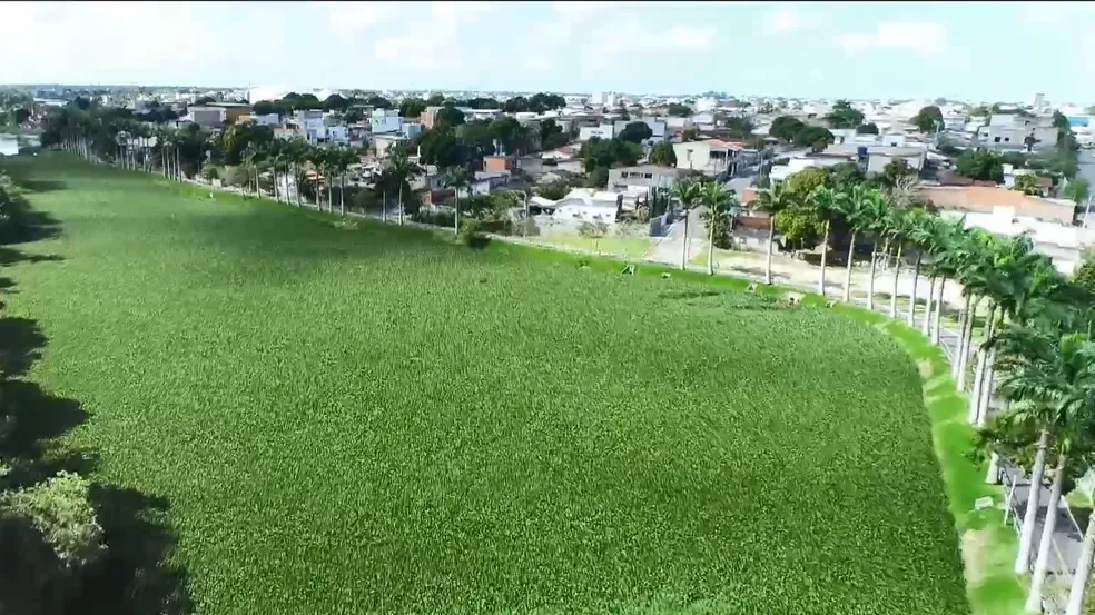 Plantas que só existem em ambientes poluídos transformam lagoa no Norte do ES ?- Foto: Reprodução/TV Gazeta