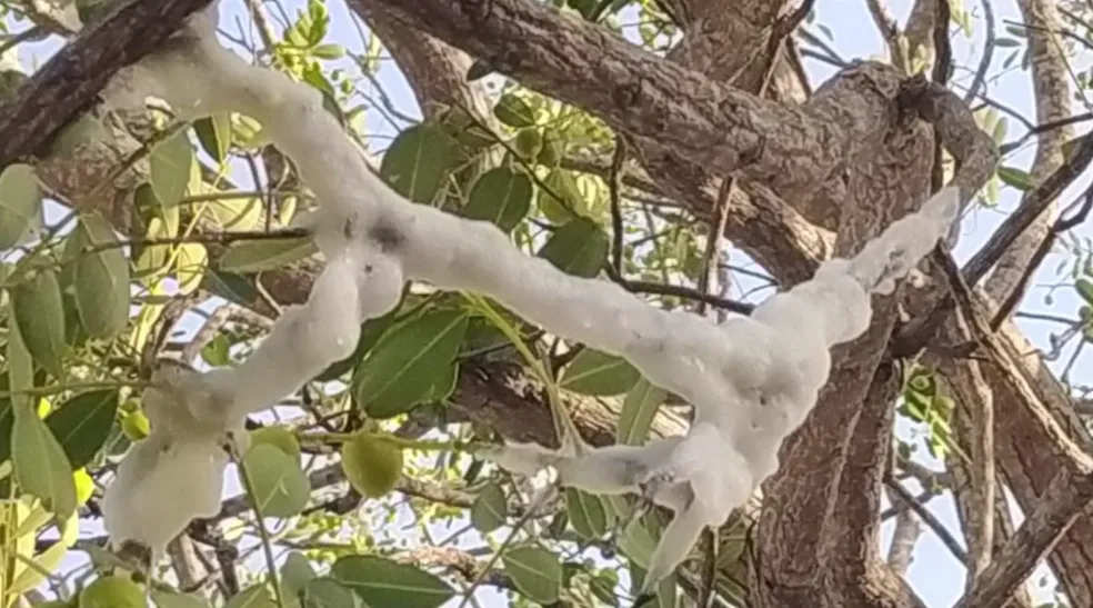 Espuma misteriosa em árvore é uma proteção usada pela cigarra e não traz nenhuma ameaça para as pessoas e para a planta. ?- Foto: Reprodução