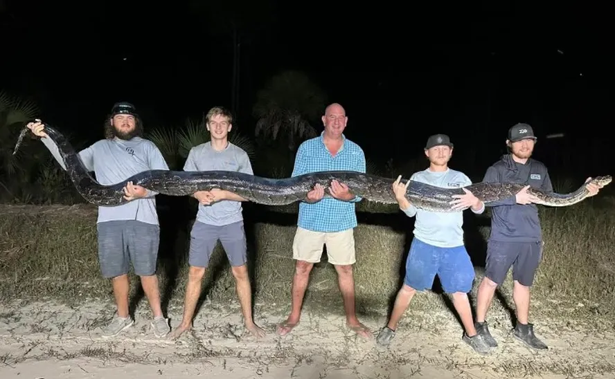 Cinco caçadores lutam para dominar píton de 5,2 metros na Flórida - Foto: Reprodução/Mike Elfenbein