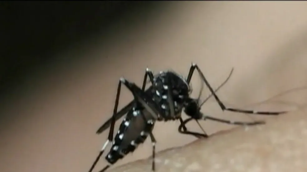 Aedes aegypti, transmissor da dengue. - Foto: Reprodução/TV Gazeta