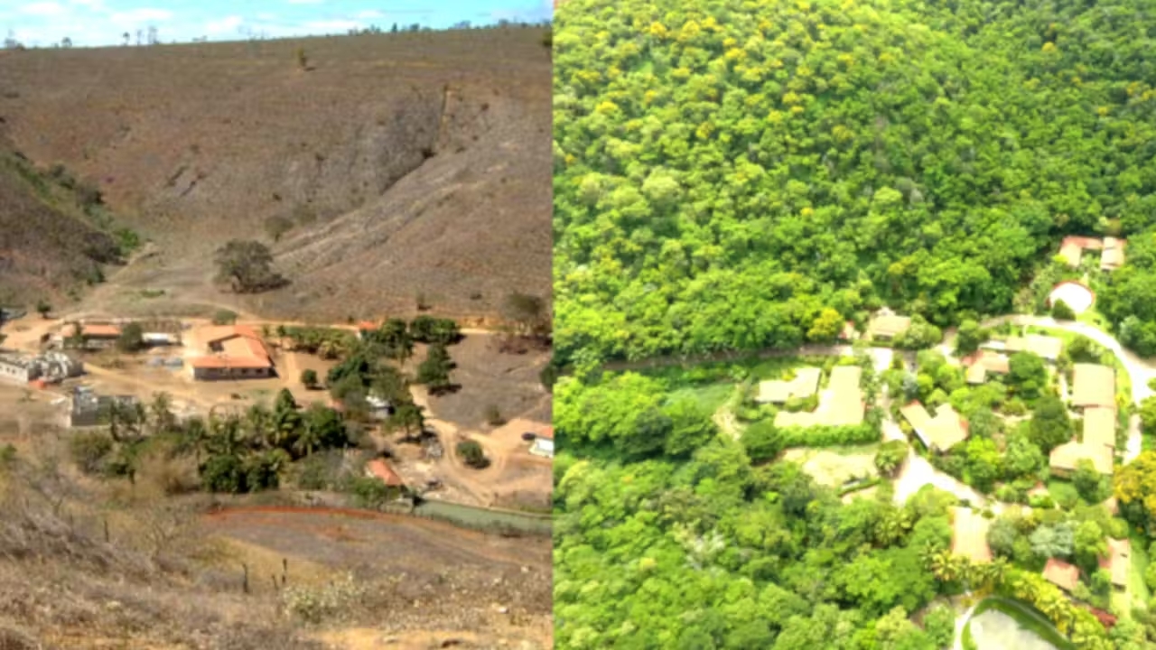 A imagem é impressionante. O casal brasileiro reflorestou uma grande quantidade de terra em MG. Hoje, as árvores na região de Aimorés atraem pássaros e recuperam nascentes de rios. - Foto: Reprodução/