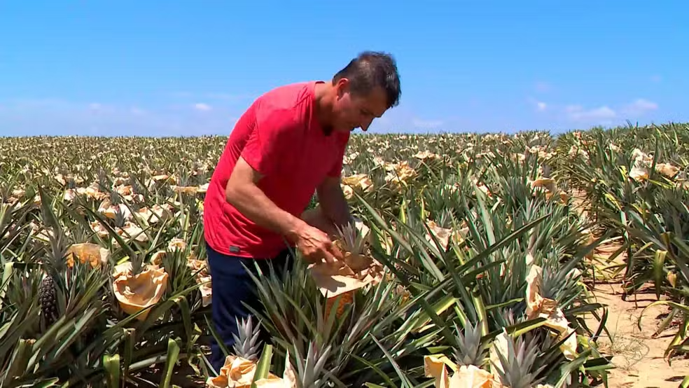 Produtores do ES 'vestem' abacaxis com papel para proteger as frutas do calorão e garantir colheita - Foto: Reprodução TV Gazeta